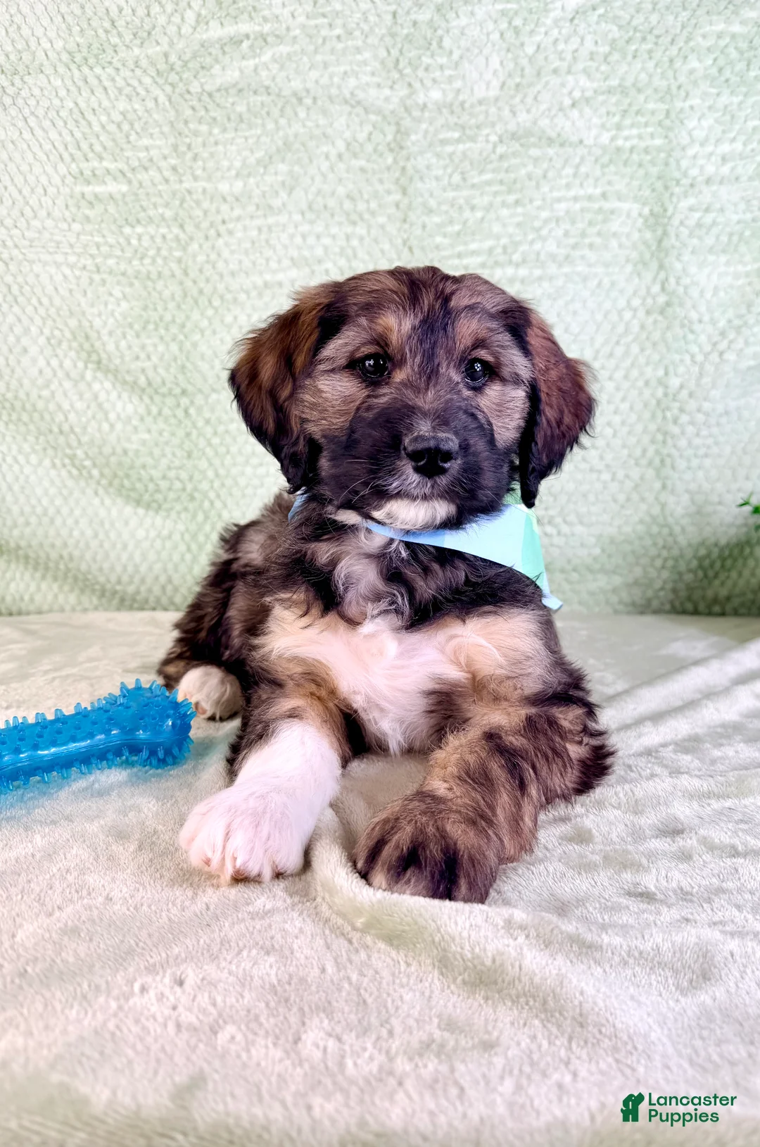 Bernedoodle dogs for sale: Linus - Ad 2