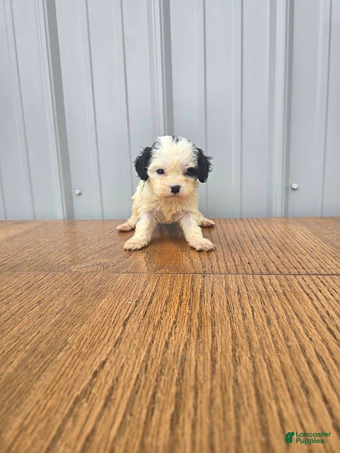 Cavapoo dogs Barbie - Ad 1