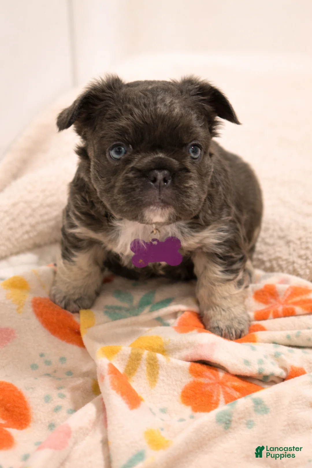 French Bulldog dogs for sale: French Bulldog Puppy 2 - Ad 1