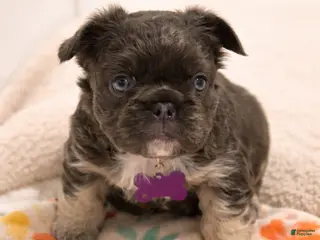 French Bulldog dogs for sale: French Bulldog Puppy 2 - Ad 2