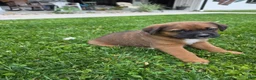 Mixed Breed dogs for sale: Duke - Ad 3