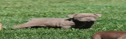 Olde English Bulldogge dogs for sale: Bluegates DILTON - Ad 3