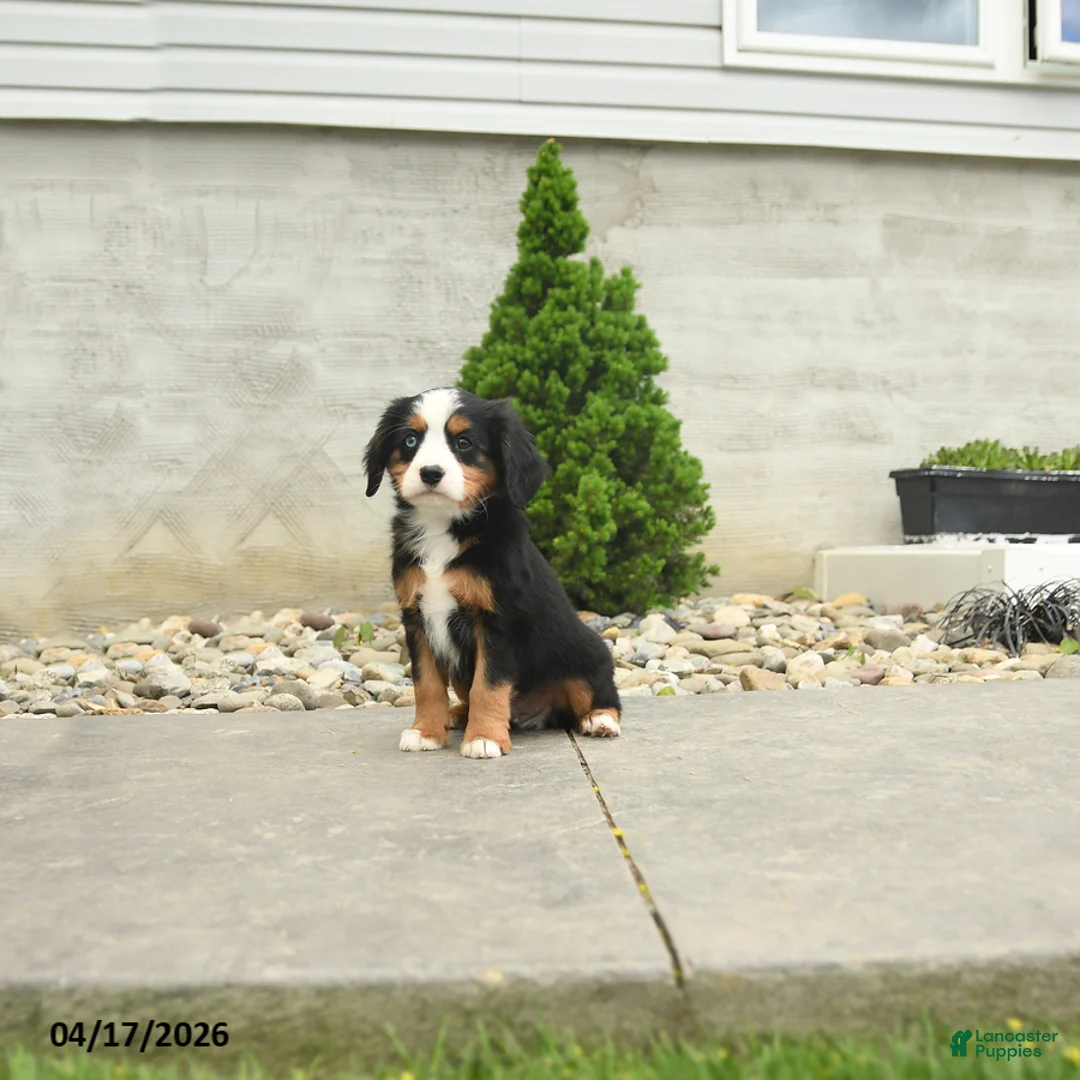 Miniature Bernese Mountain Dog dogs for sale: Washington - Ad 2
