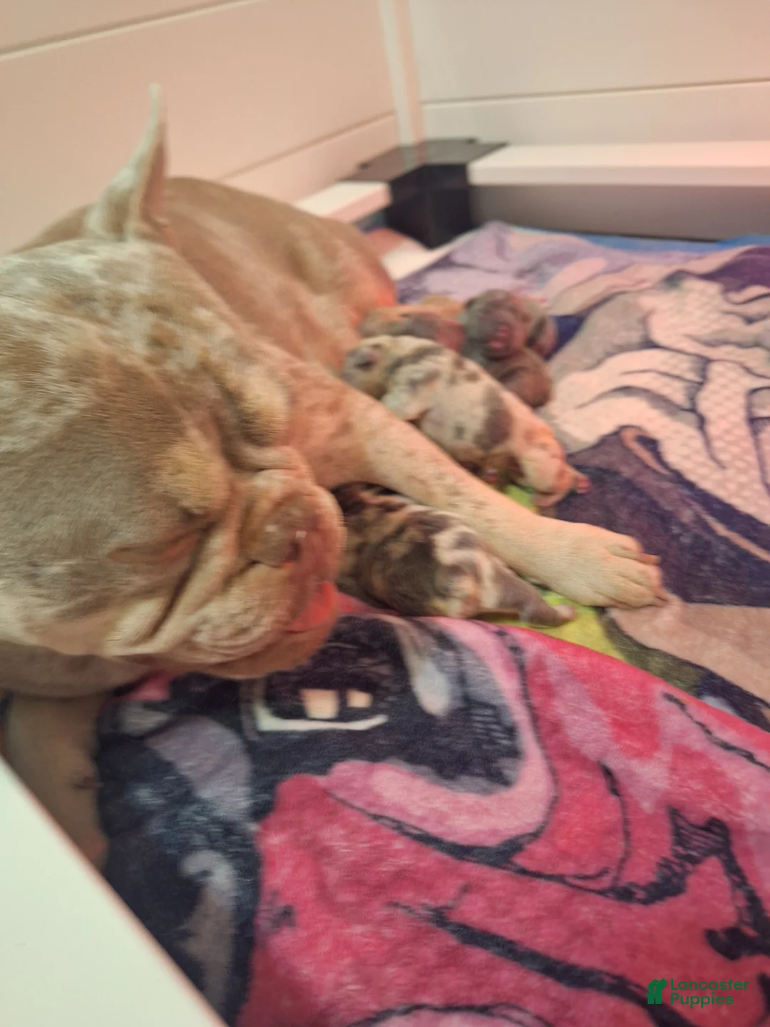 French Bulldog dogs for sale: French Bulldog Puppy 1 - Ad 8