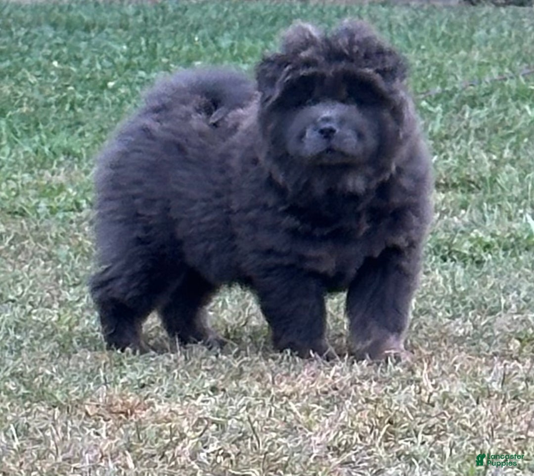 Snow Black Chow Chow Black Chow Chow Chow Full Grown Size Chinese