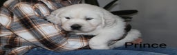 Golden Retriever dogs for sale: Prince - Ad 1
