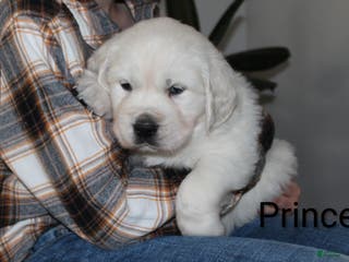 Golden Retriever dogs Prince - Ad 7