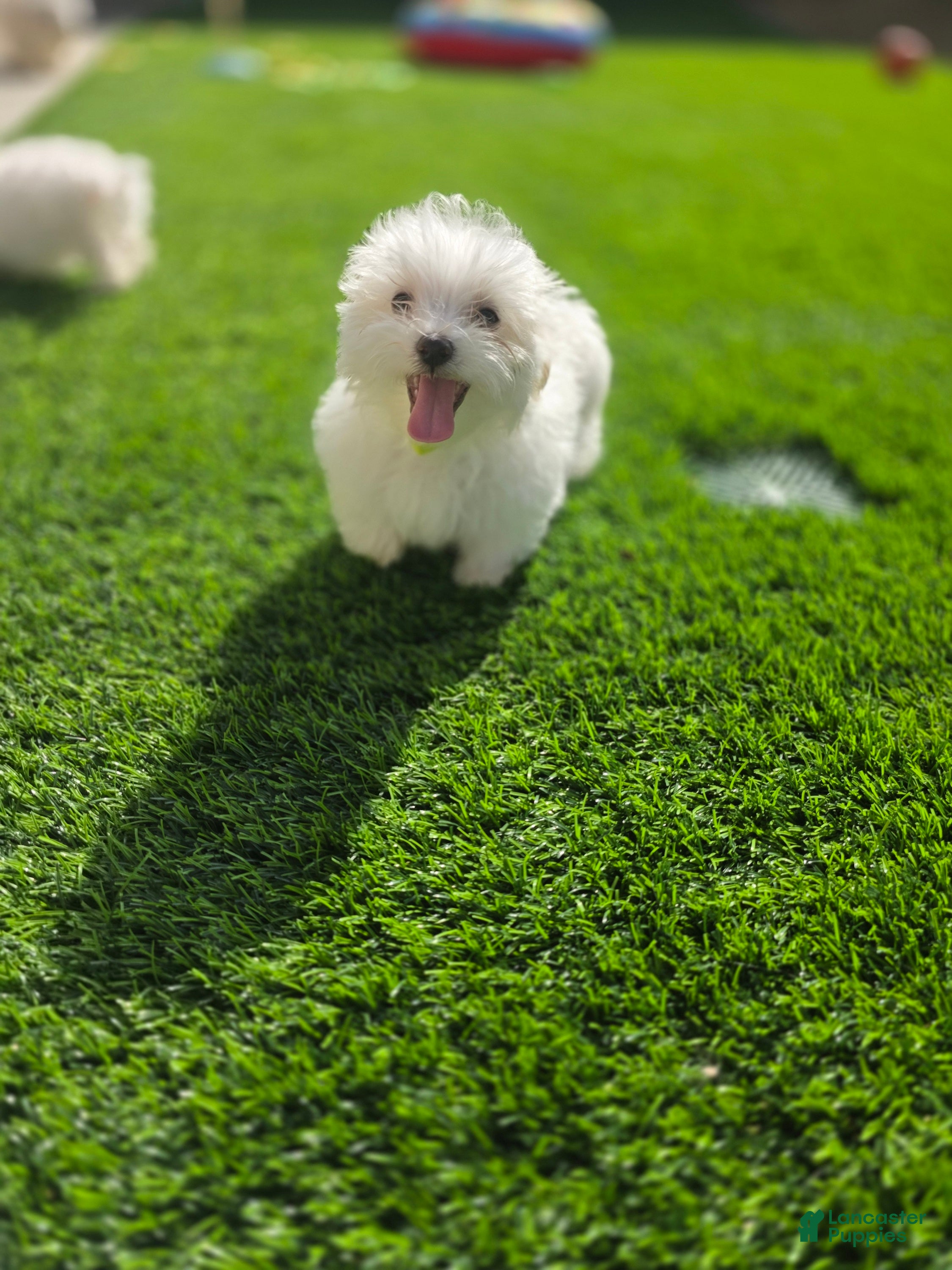 Maltese dogs Loki - Ad 2
