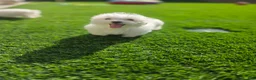 Maltese dogs for sale: Loki - Ad 1