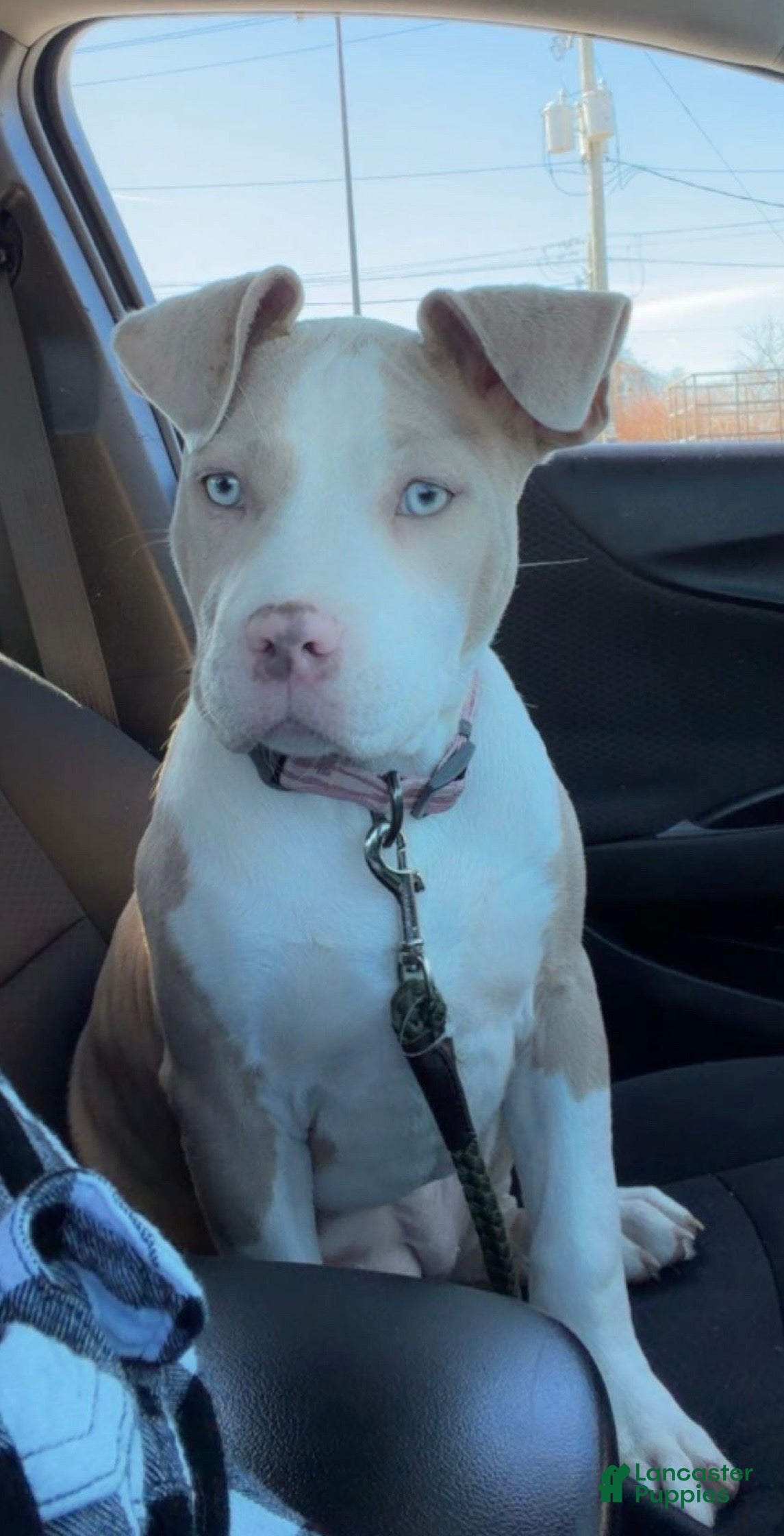 American Bully dogs American Bully Puppy 1 - Ad 1