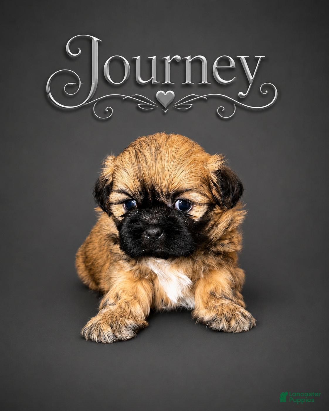 Shih Tzu dogs Journey  - Ad 2