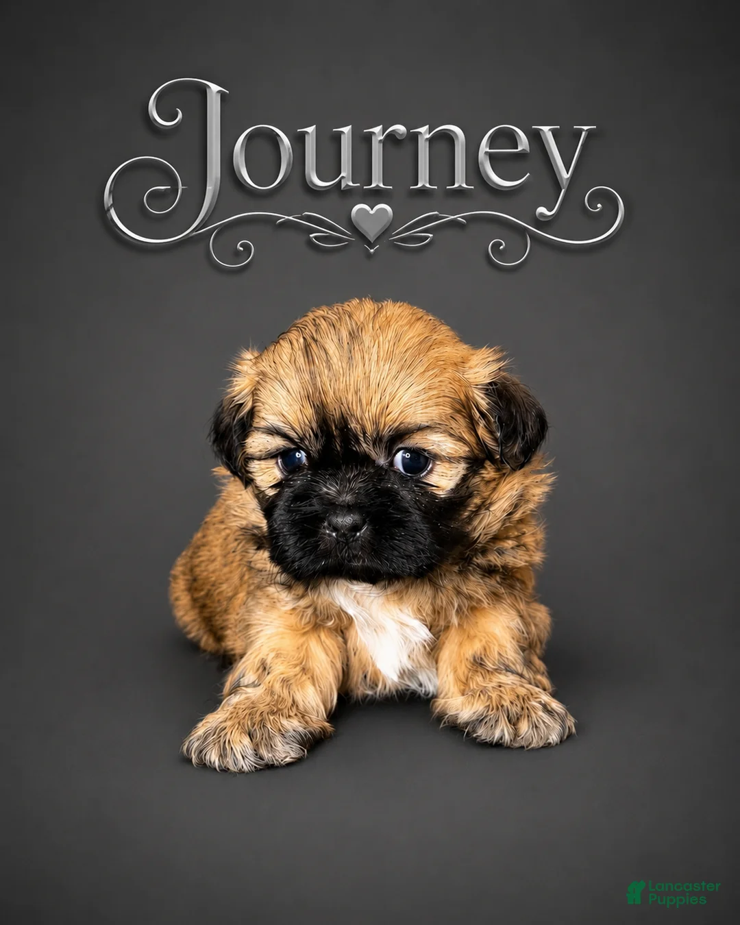 Shih Tzu dogs for sale: Journey  - Ad 1