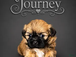 Shih Tzu dogs Journey - Ad 6