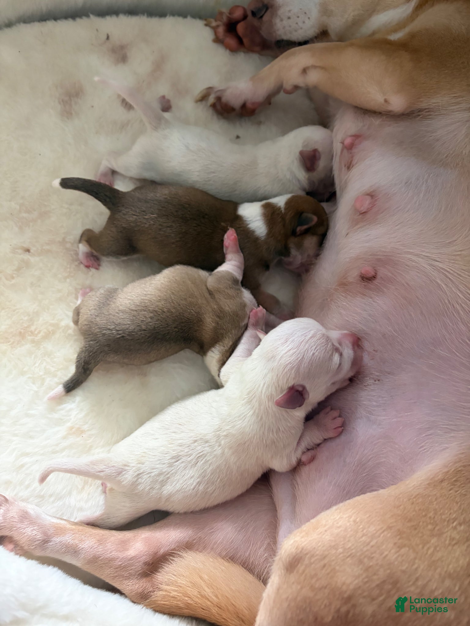 Mixed Breed dogs for sale: Mixed Breed Puppy 3 - Ad 1