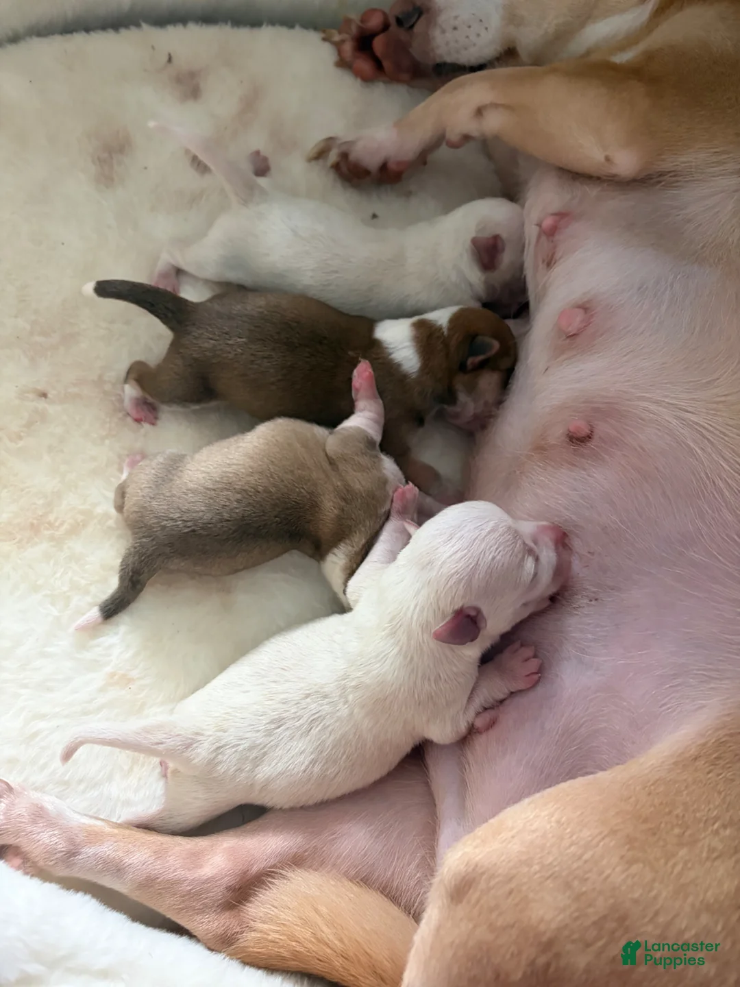 Mixed Breed dogs for sale: Mixed Breed Puppy 3 - Ad 1