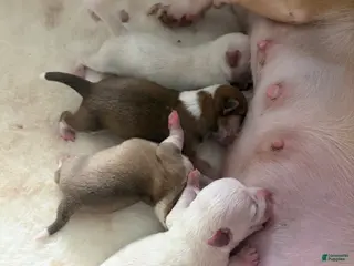 Mixed Breed dogs for sale: Mixed Breed Puppy 3 - Ad 1