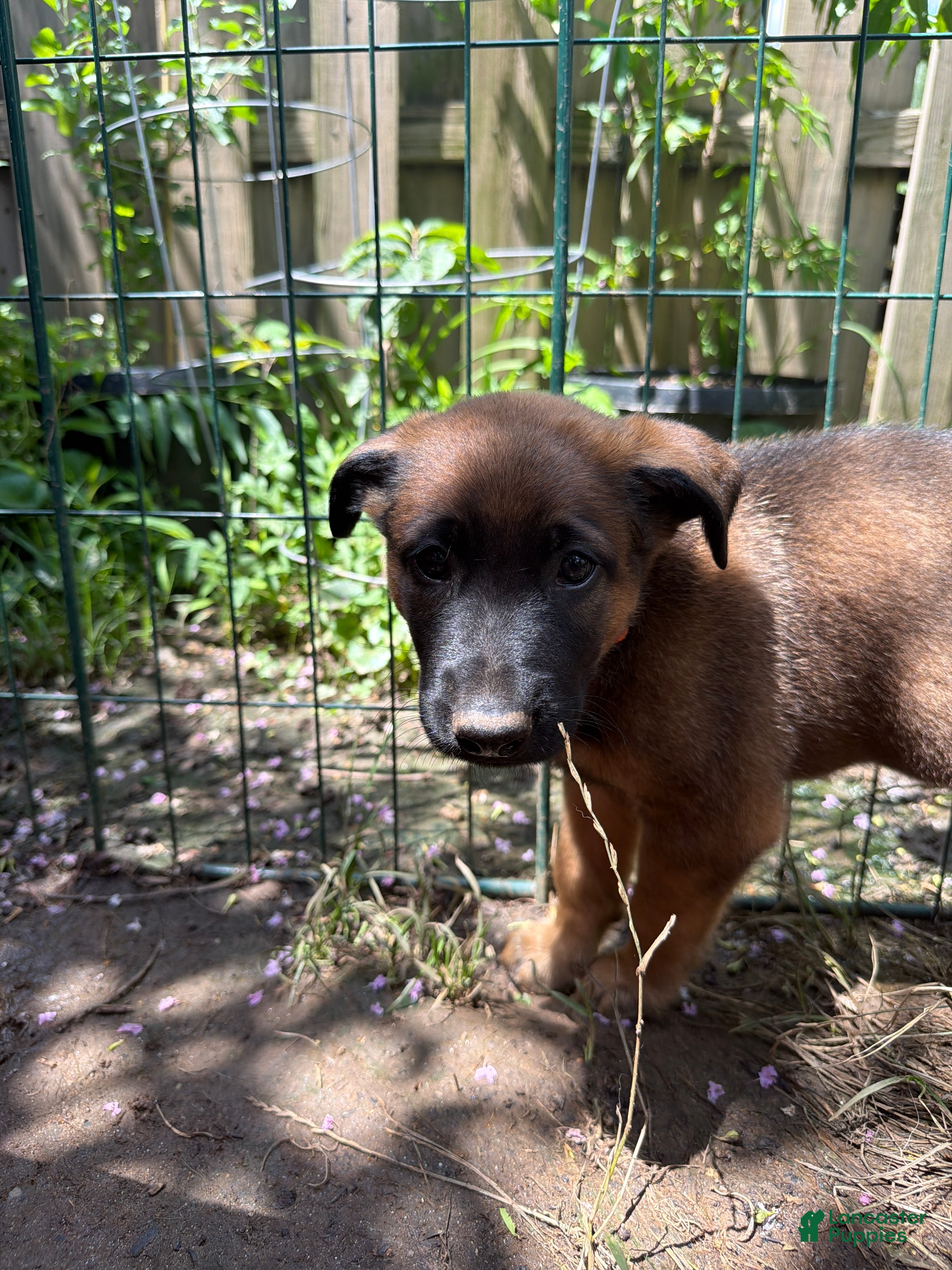 Mixed Breed dogs Bob - Ad 33