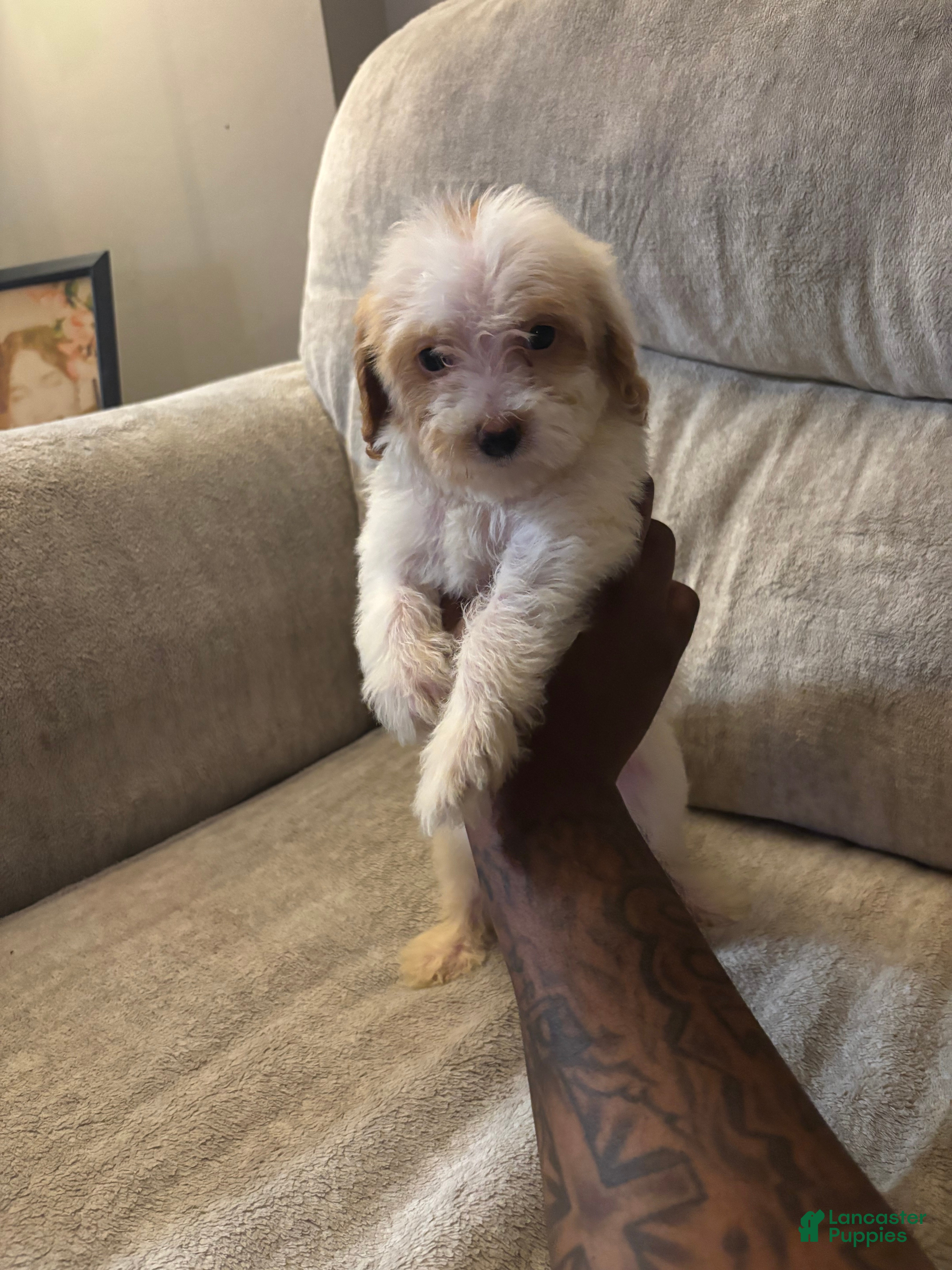 Mini Goldendoodle dogs for sale: Mini Goldendoodle 3 - Ad 2