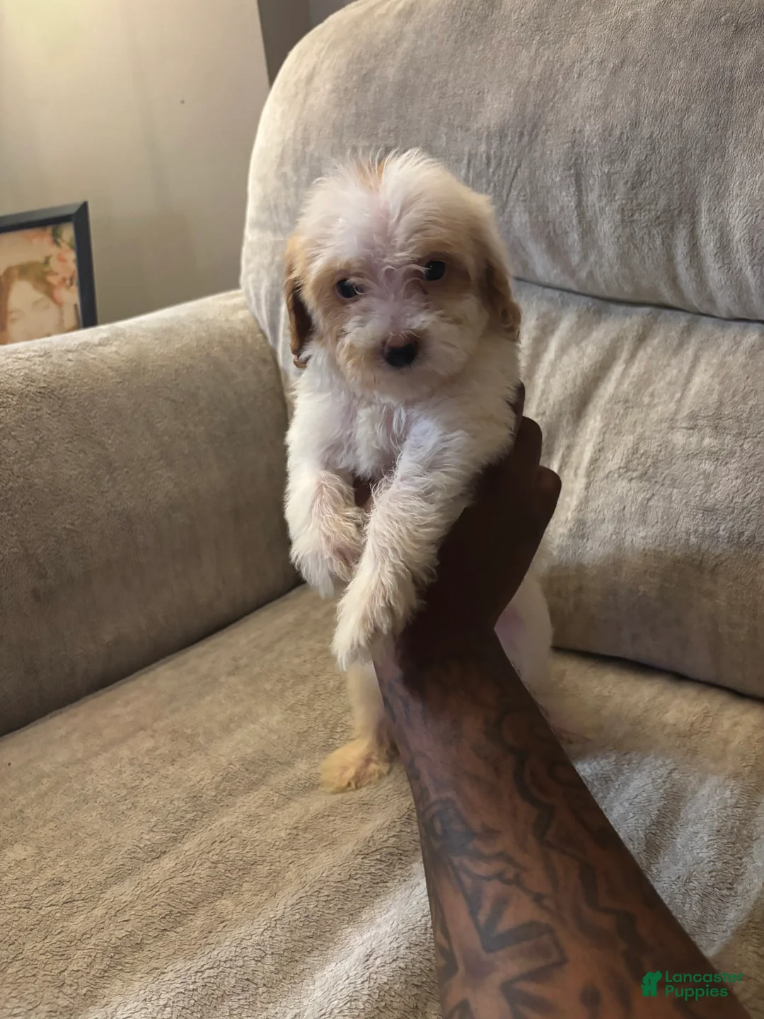 Mini Goldendoodle dogs for sale: Mini Goldendoodle 3 - Ad 1
