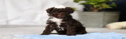 Toy Poodle dogs for sale: Avery - Ad 7