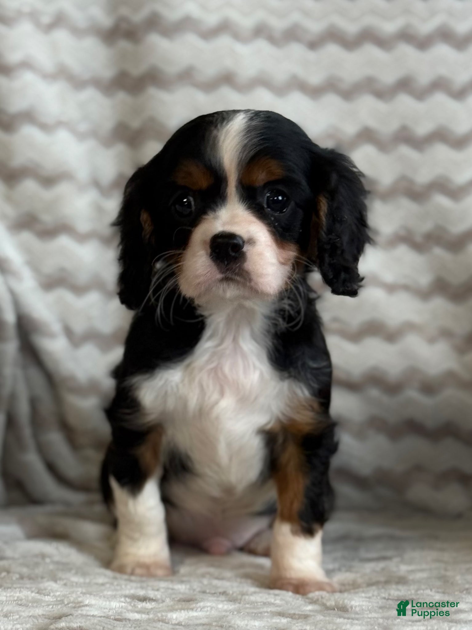 Cavalier King Charles Spaniel dogs Toby - Ad 2