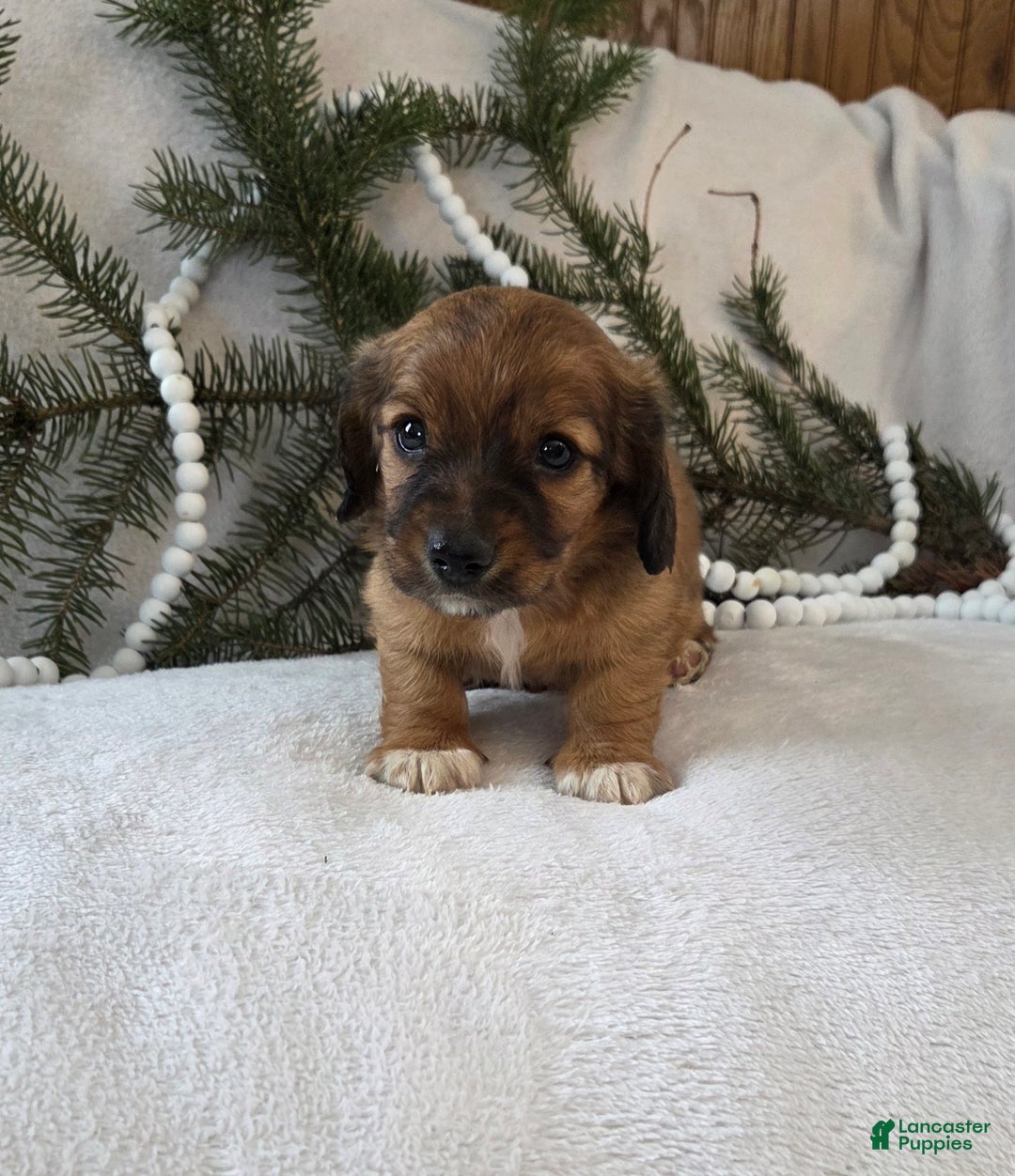 Miniature Dachshund dogs for sale: Mocha - Ad 11