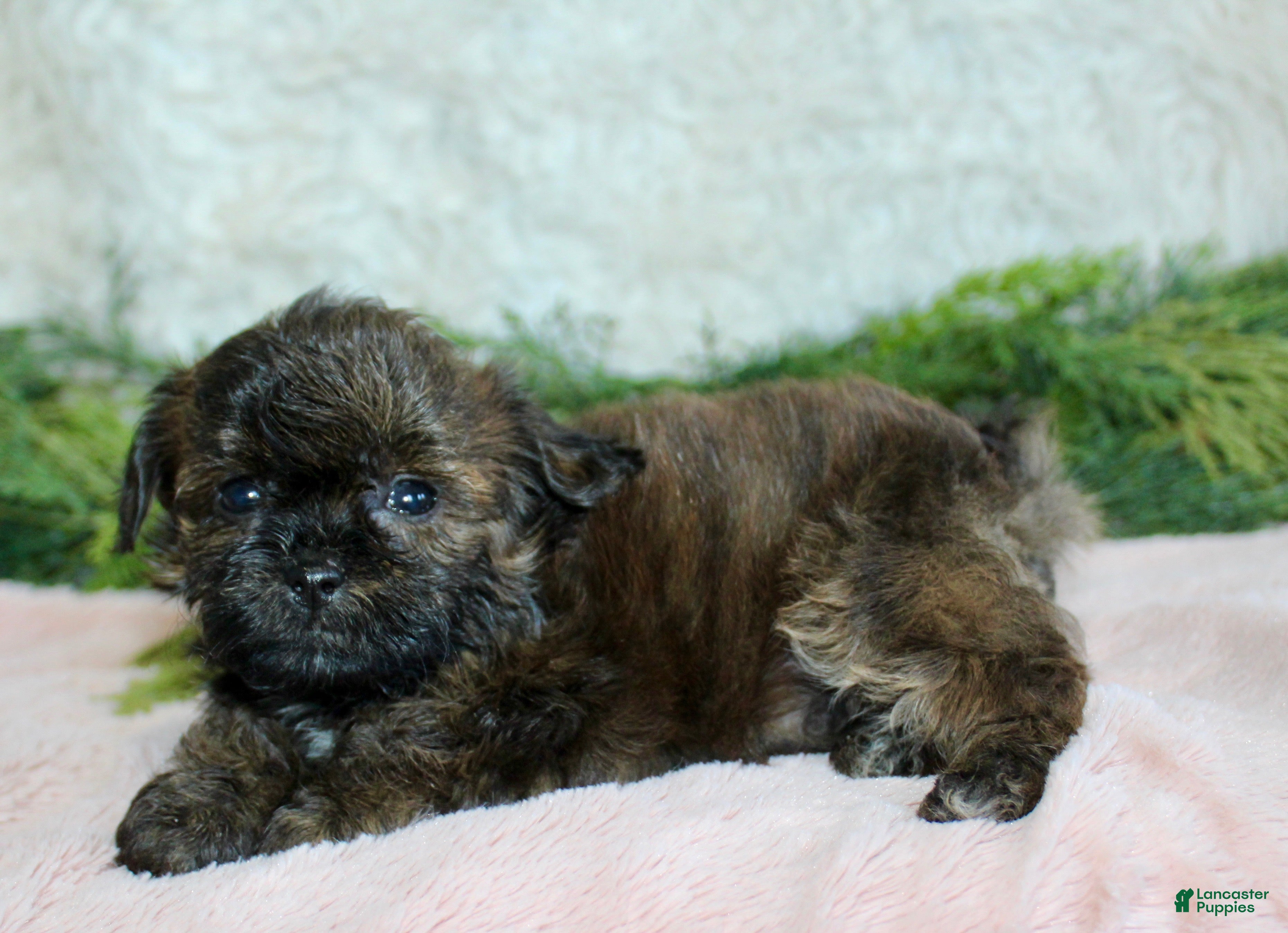 Shihpoo dogs Shihpoo Girl 2 - Ad 16