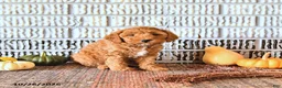 Mini Goldendoodle dogs for sale: Stella - Ad 2