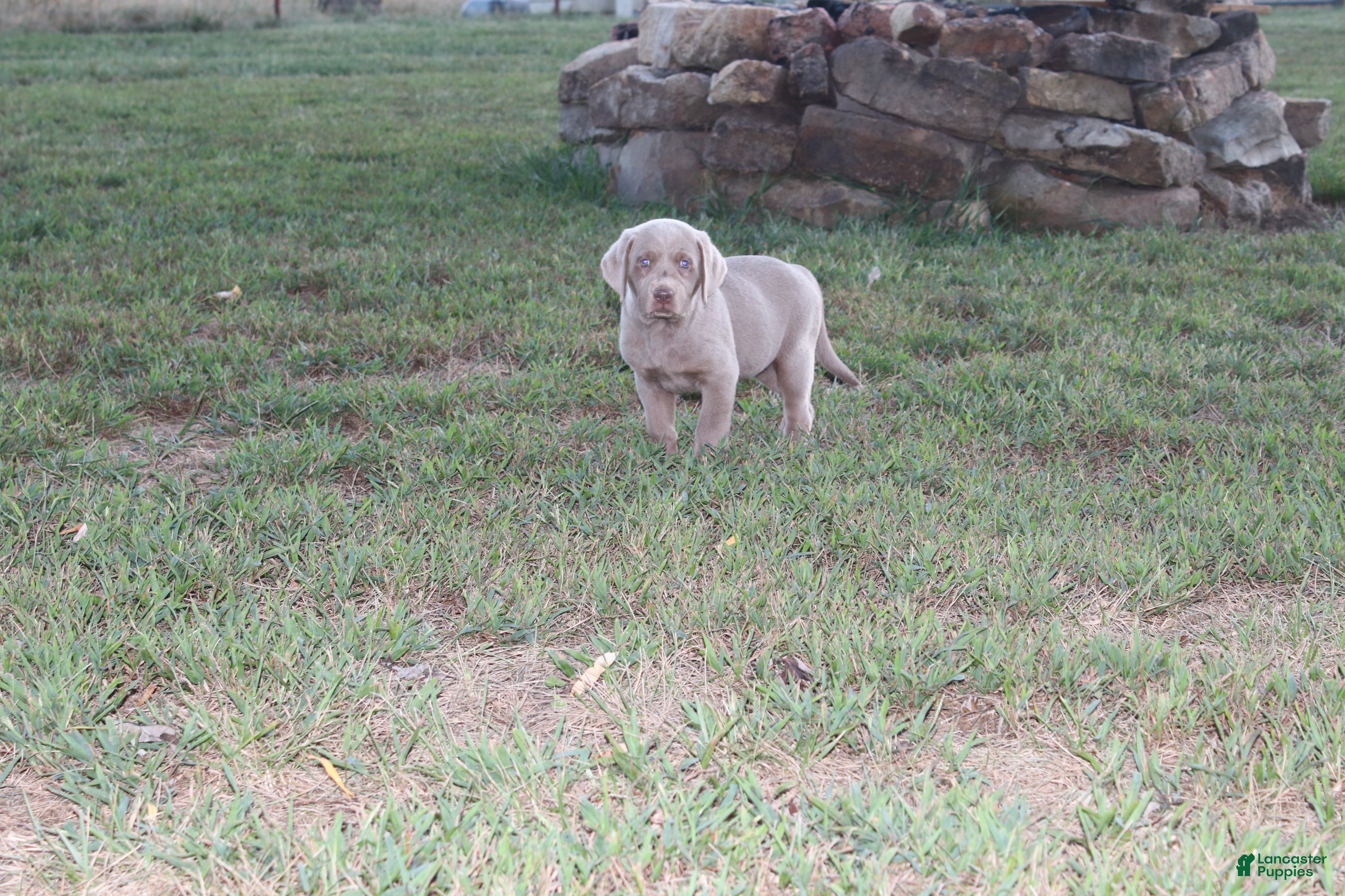 Labrador Retriever dogs Ember - Ad 8