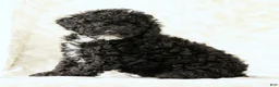 Miniature Poodle dogs for sale: Flower - Ad 9