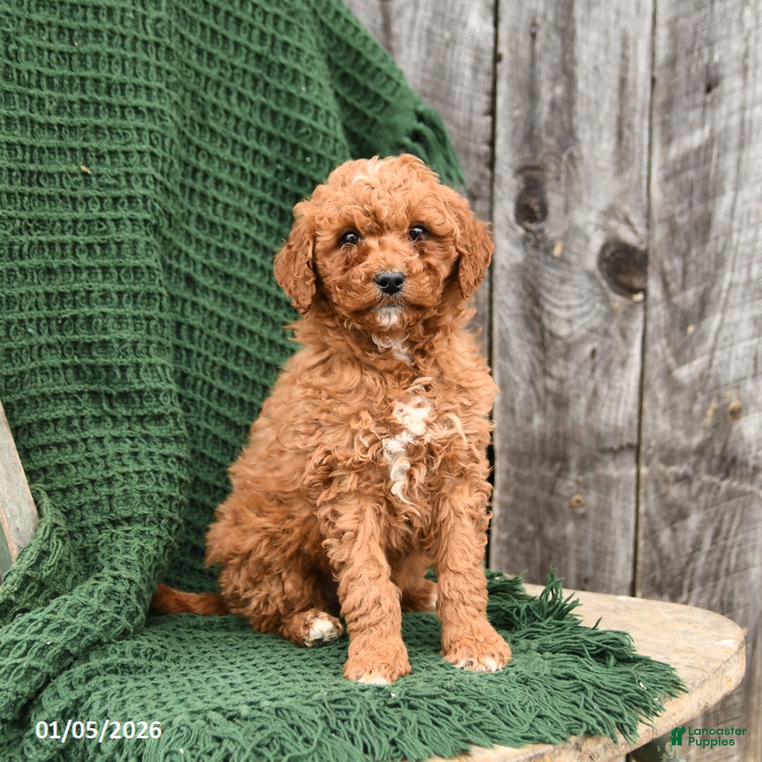 Mini Goldendoodle dogs for sale: Tucker - Ad 1
