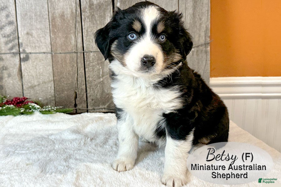 Miniature Australian Shepherd dogs Betsy - Ad 20