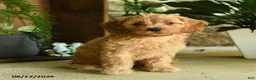 Cavapoo dogs for sale: Poppy - Ad 3