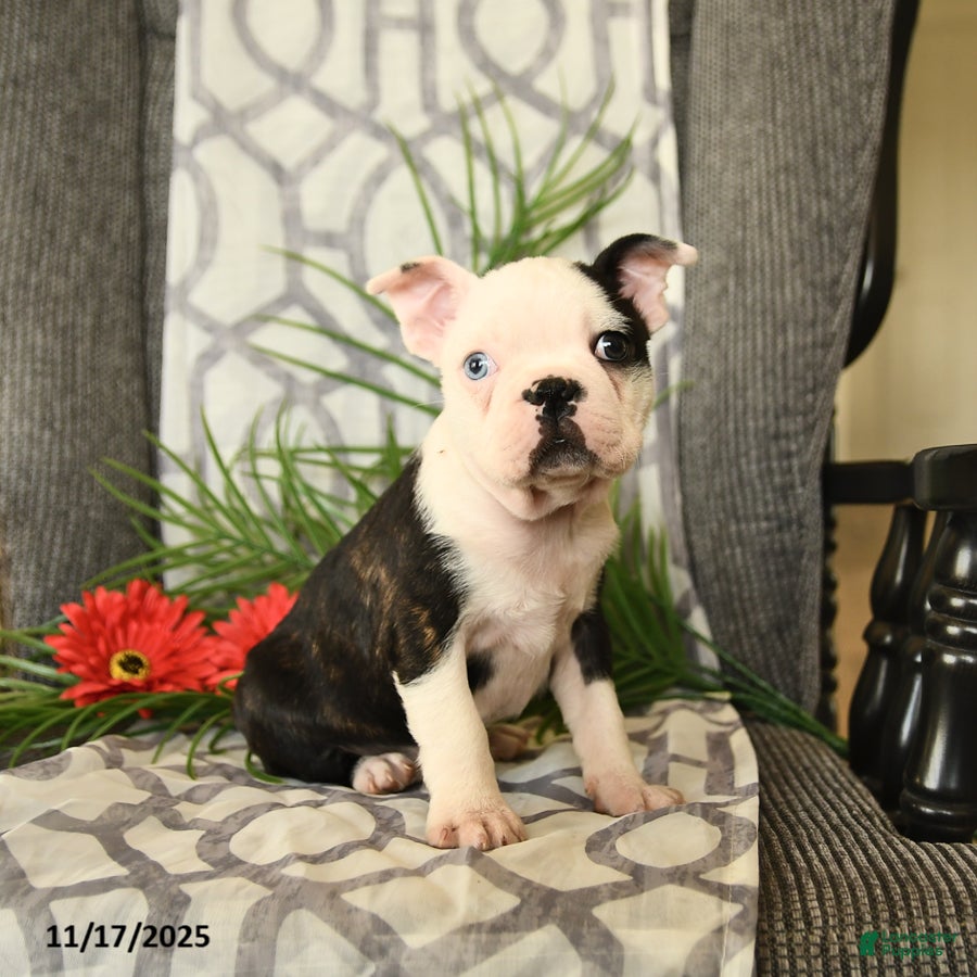 Boston Terrier dogs Freddie - Ad 11