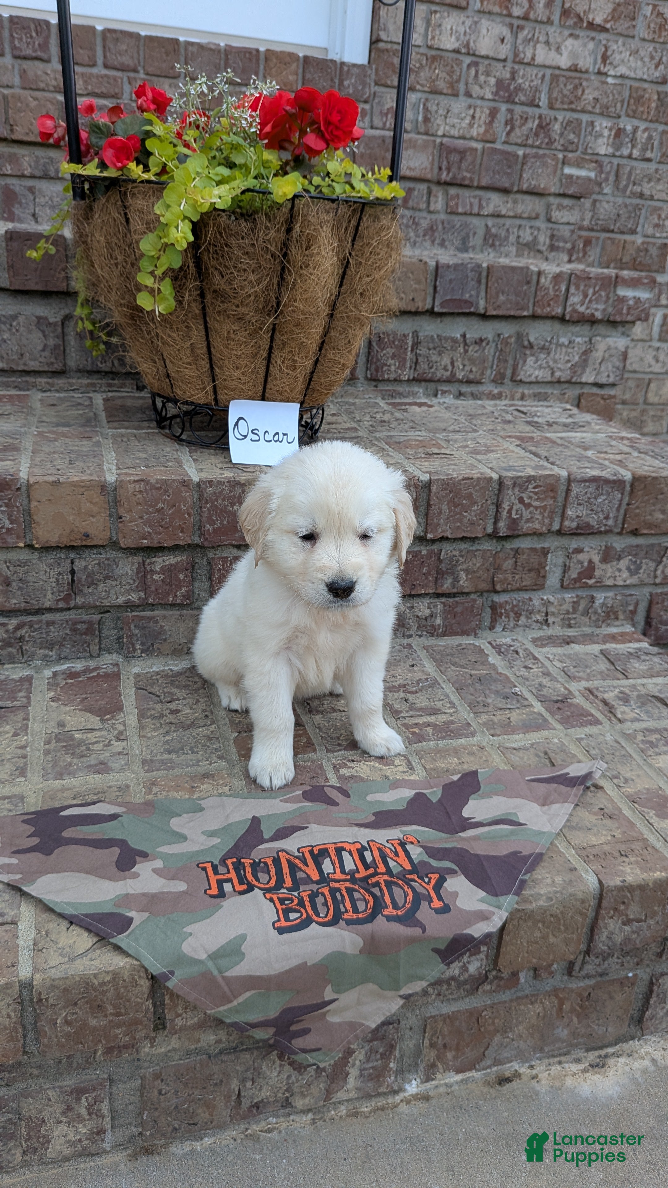 Golden Retriever dogs Oscar, AKC - Ad 2