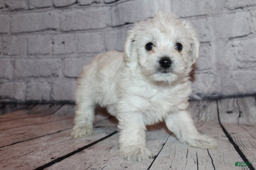 Morkie dogs for sale: Jack frost - Ad 8