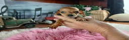 Miniature Dachshund dogs for sale: Suzies Teacup red girl. Hand Delivery  - Ad 3