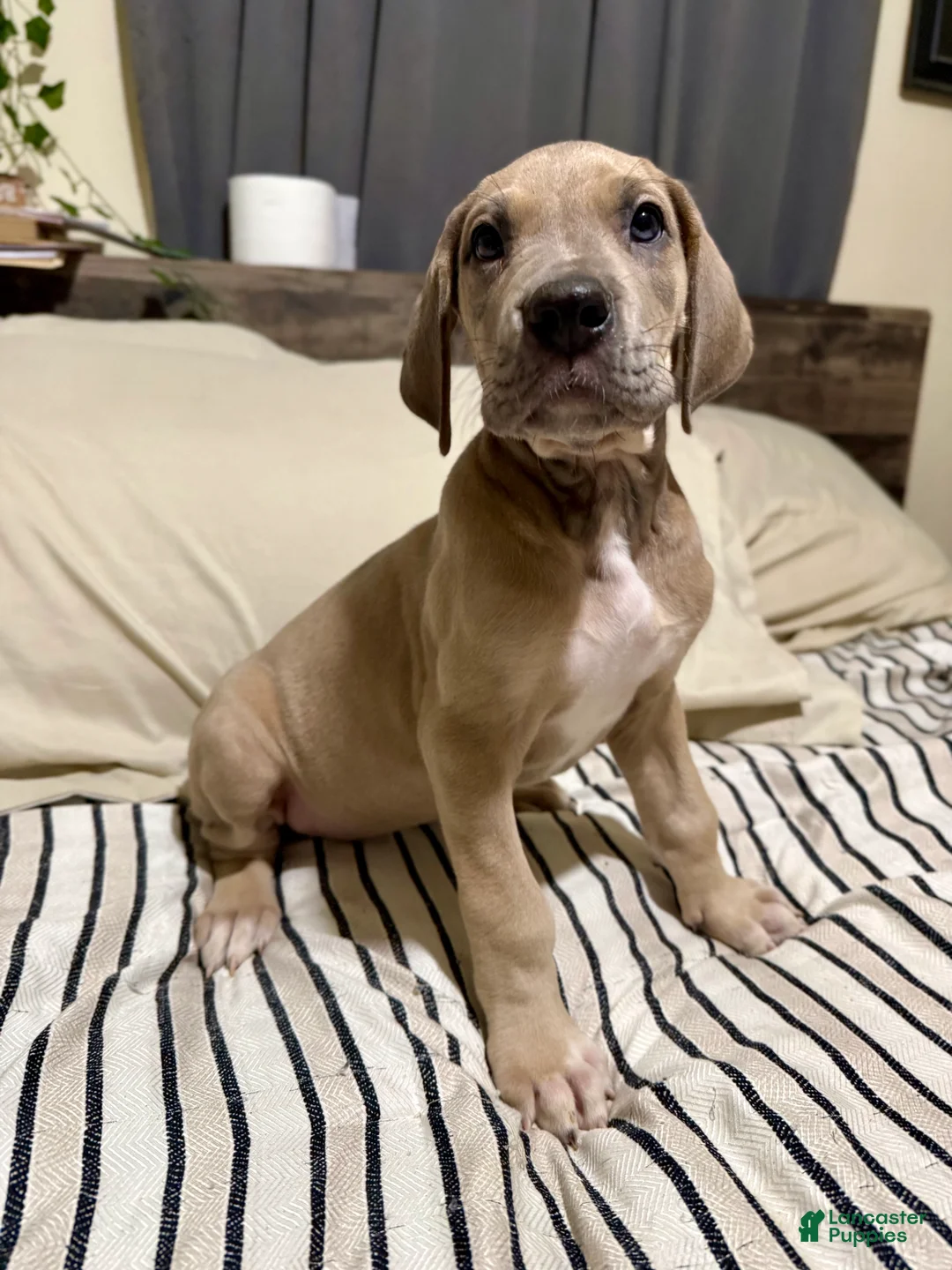 Great Dane dogs for sale: Blue Fawn (Heavy Euro) - Ad 4