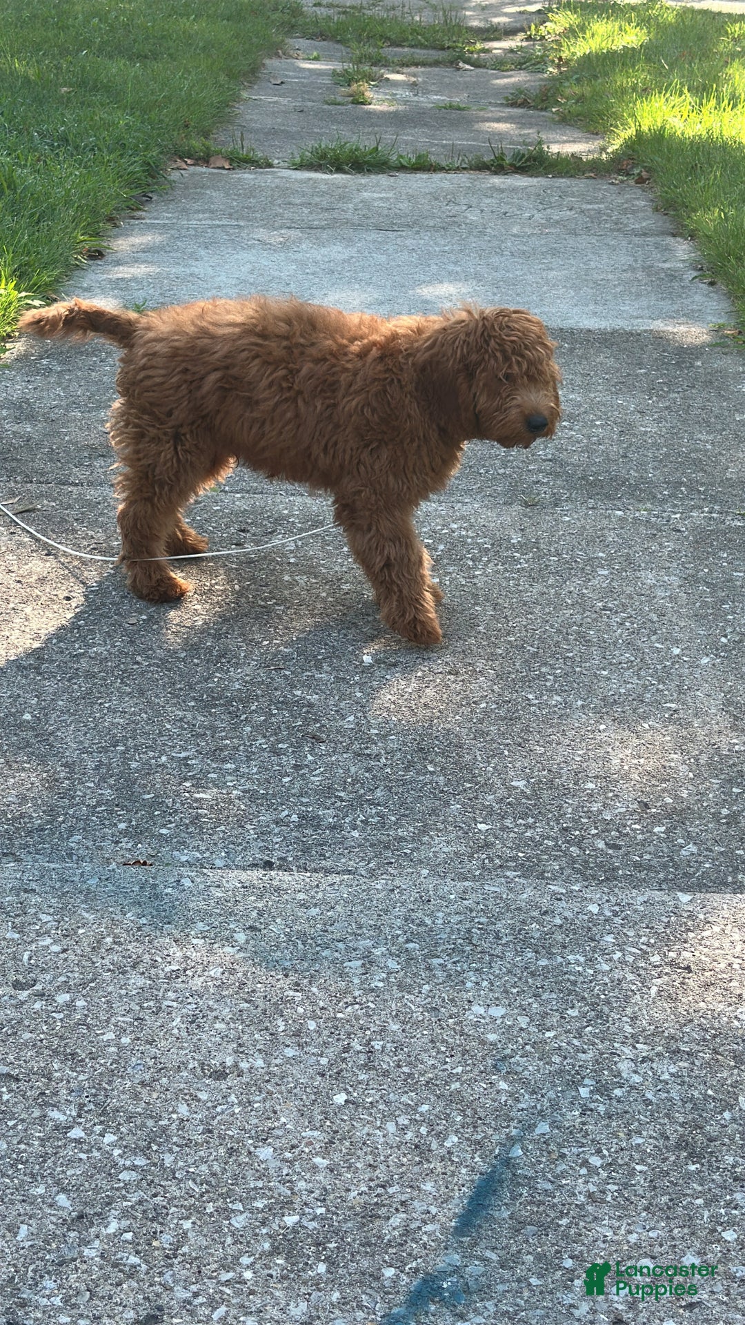 Goldendoodle dogs for sale: Goldendoodle Puppy 1 - Ad 5