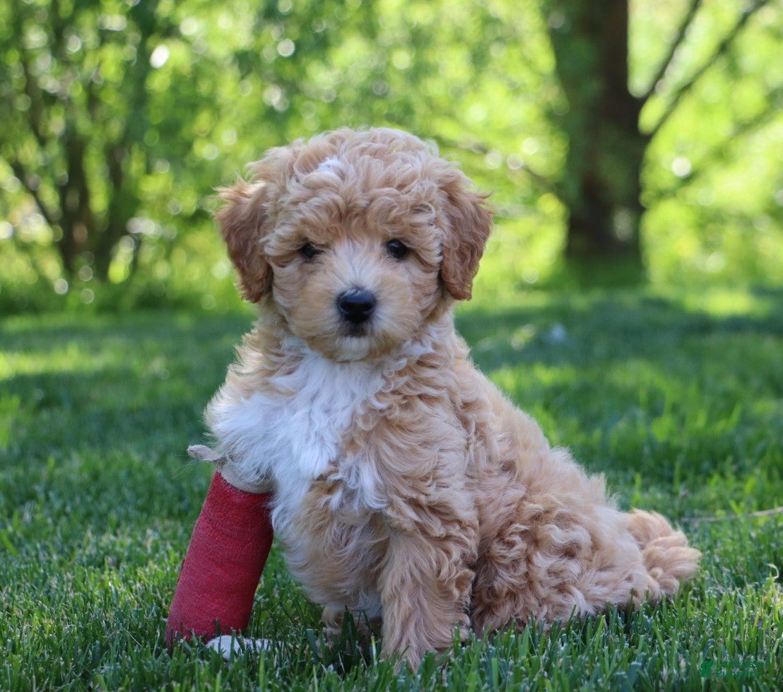 Mixed Breed dogs Buddy-hypoallergenic - Ad 1