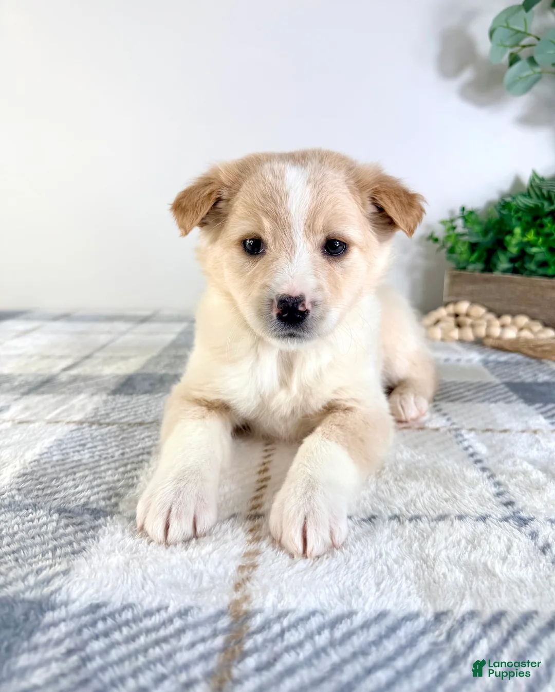 Mixed Breed dogs for sale: Sugar - Ad 4