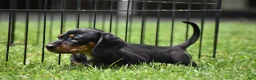 Miniature Dachshund dogs for sale: Slinky - Ad 17