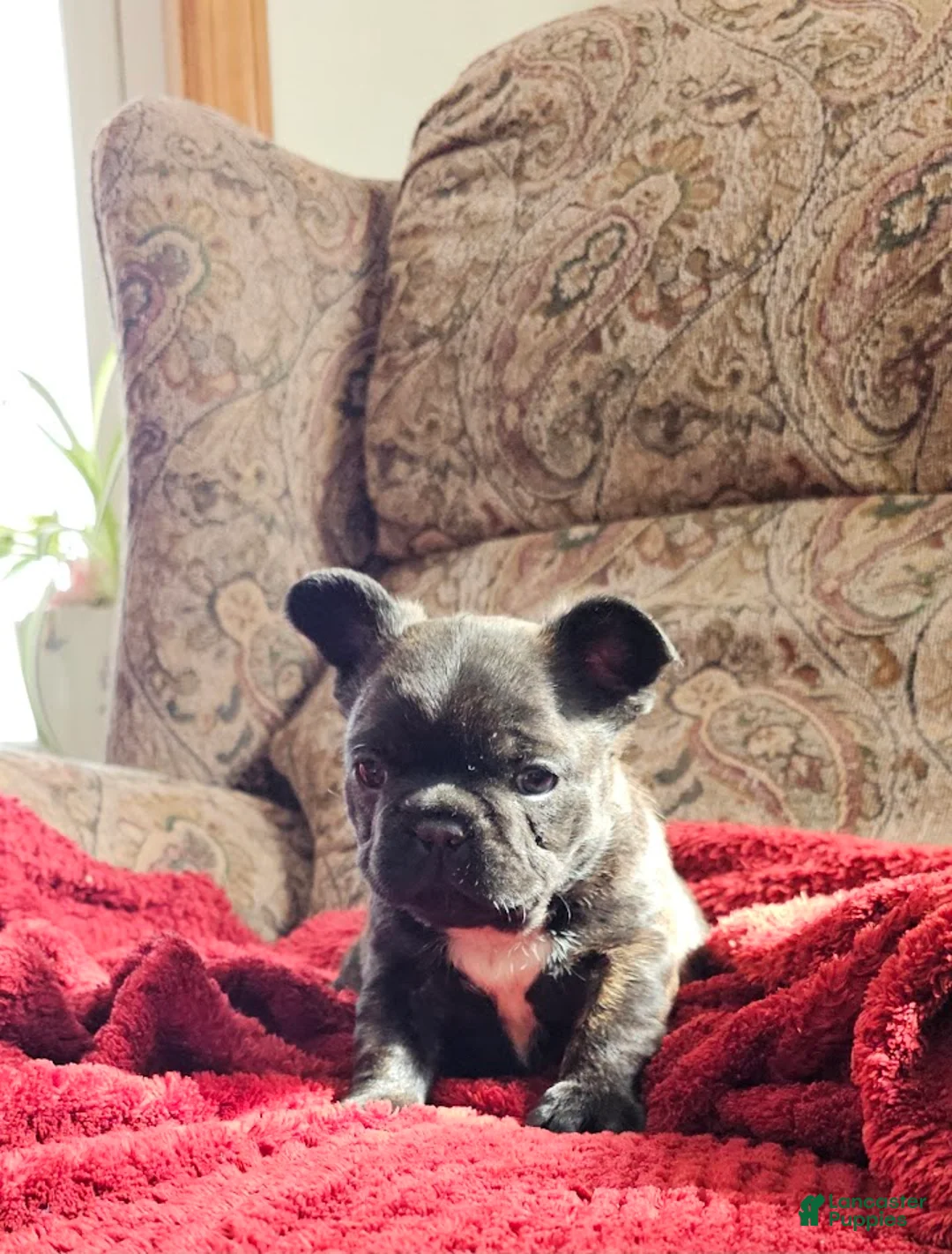 Mixed Breed dogs for sale: JimJam 75% French - Ad 4