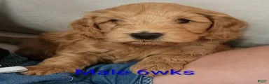 Mini Goldendoodle 2