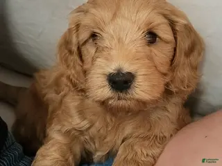 Mini Goldendoodle dogs Mini Goldendoodle 2 - Ad 3