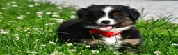 Miniature Australian Shepherd dogs for sale: Archer - Ad 1