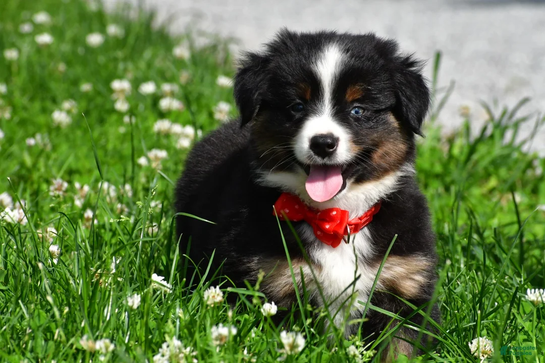 Miniature Australian Shepherd dogs for sale: Archer - Ad 1