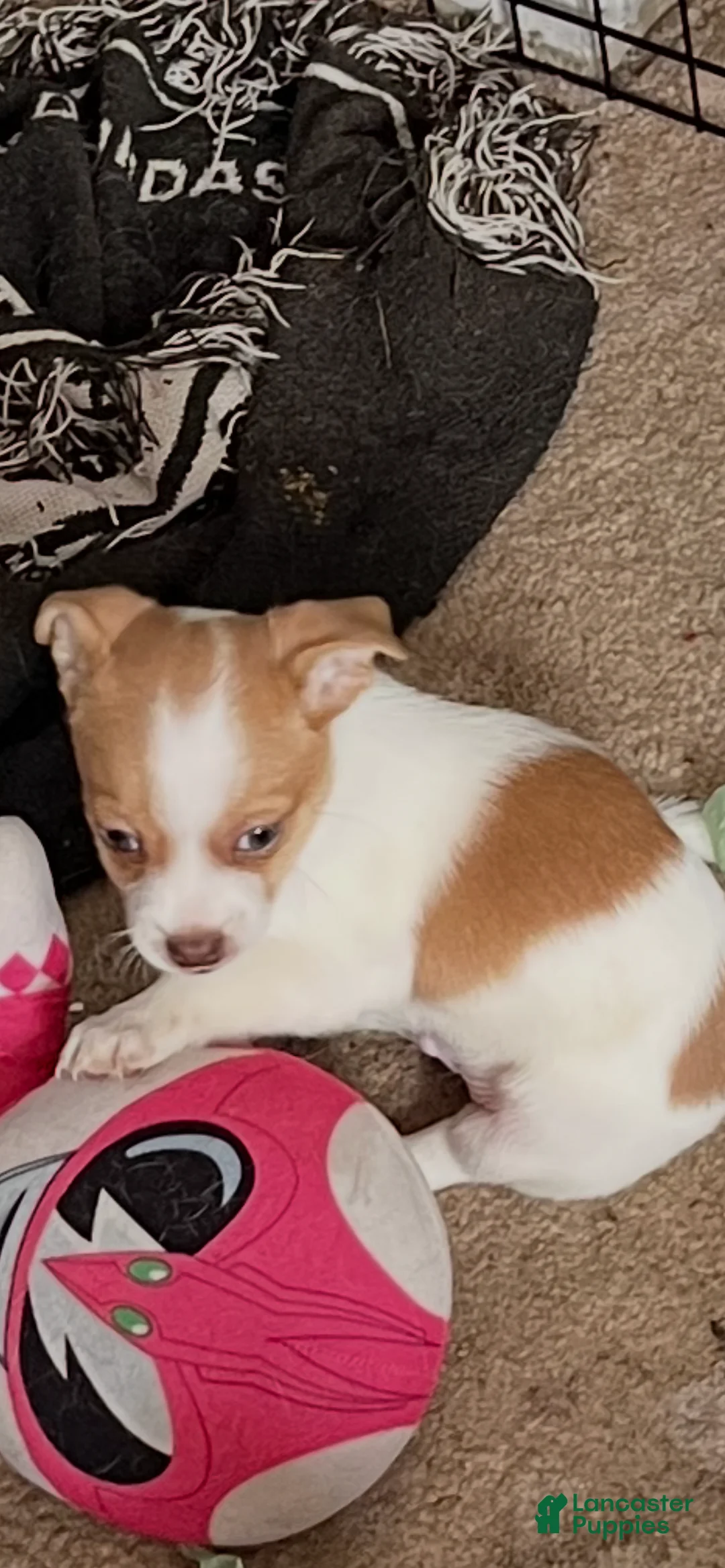 Mixed Breed dogs for sale: Chihuahua 1 - Ad 1