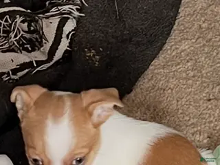 Mixed Breed dogs Chihuahua 1 - Ad 32