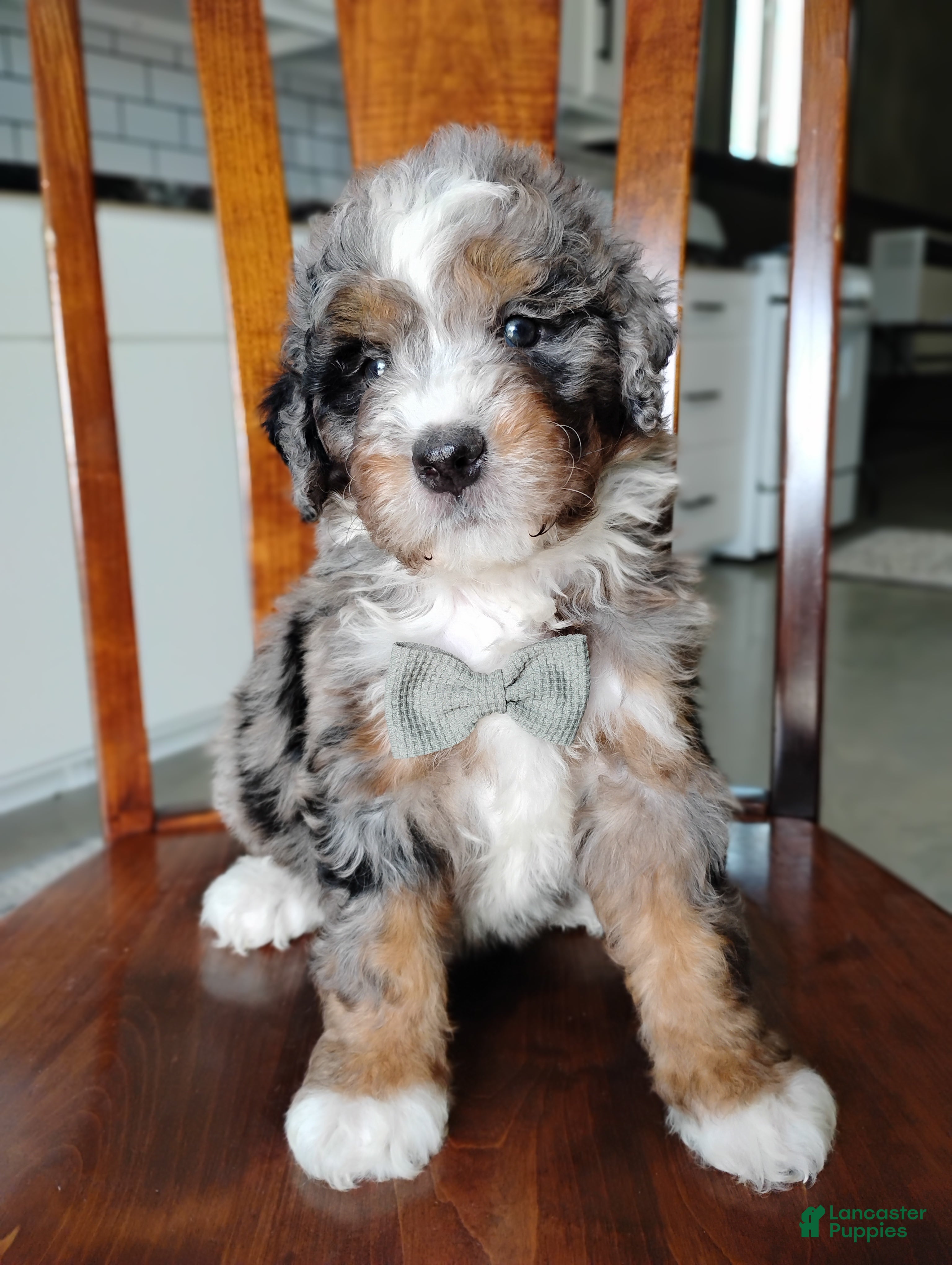 Mini Bernedoodle dogs Maxwell  - Ad 1